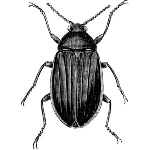 Royalty-Free (RF) Beetle Clip