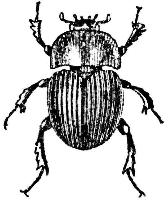 Dung Beetle Clipart