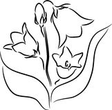 Bellflower. Beautiful vector illustration of a Bellflower, isolated Royalty  Free Stock Photo