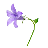 Vector Bell-flower. Decorativ