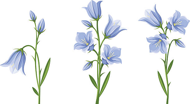 Blue bellflower - vector clip