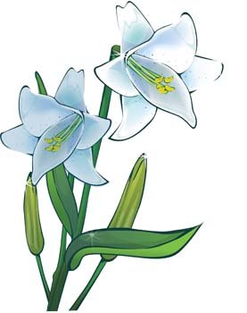 Lili Flower vector 11