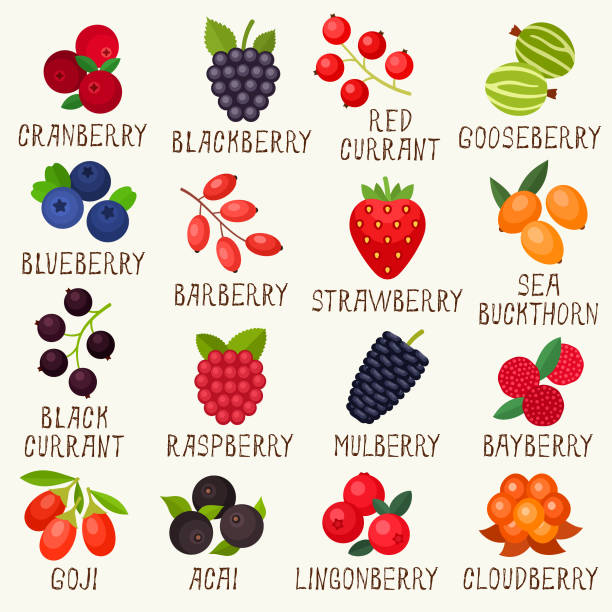 Berries vector art illustration