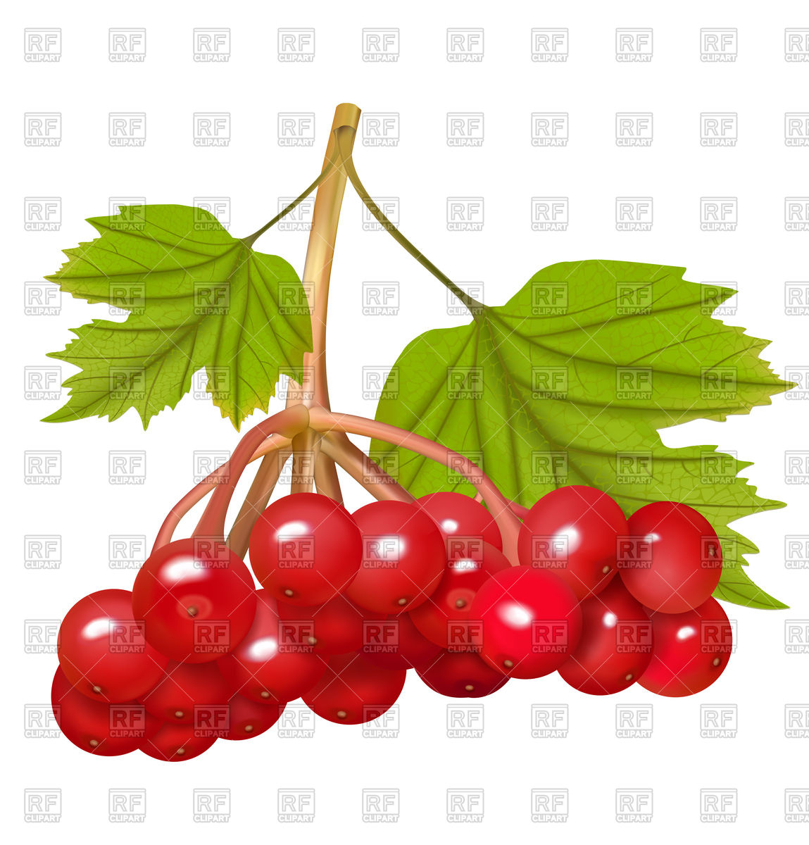 Forest Fruits PNG Vector Clip