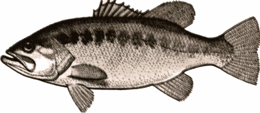 Bass Fish Black And White Cli