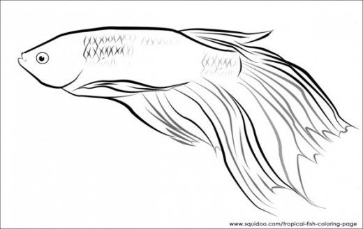 Betta Coloring Page
