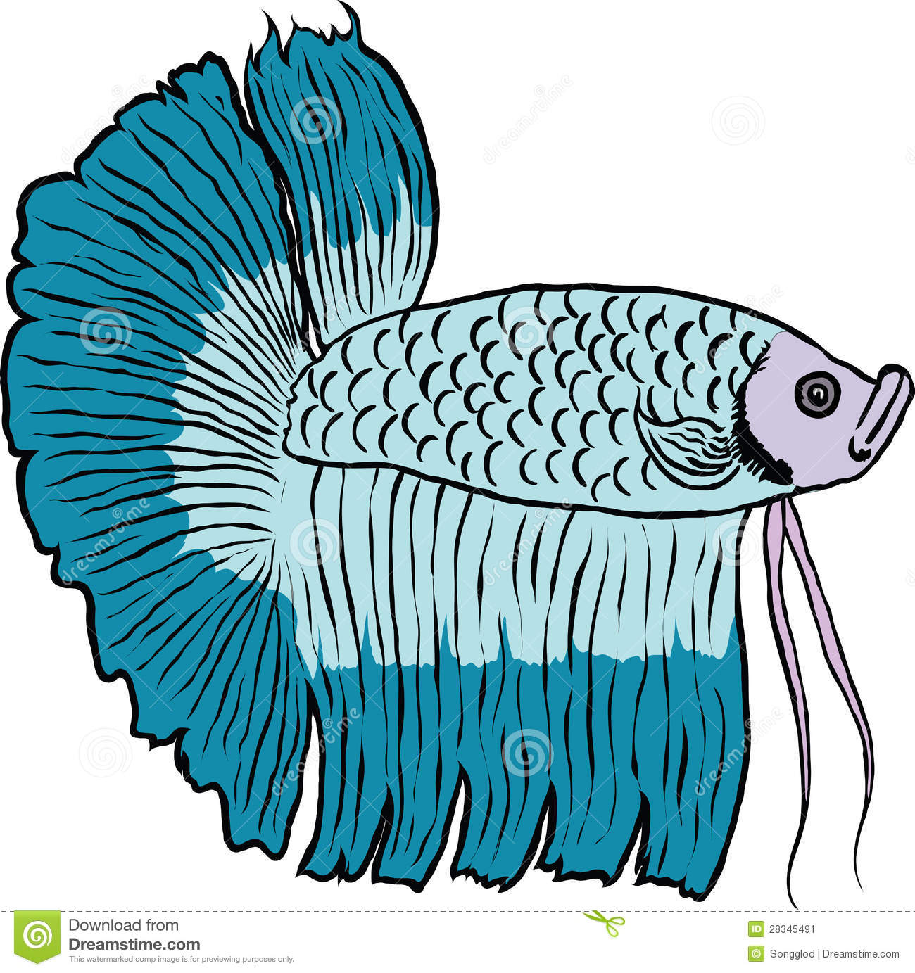 Betta fish or Siamese fighting fish Stock Image