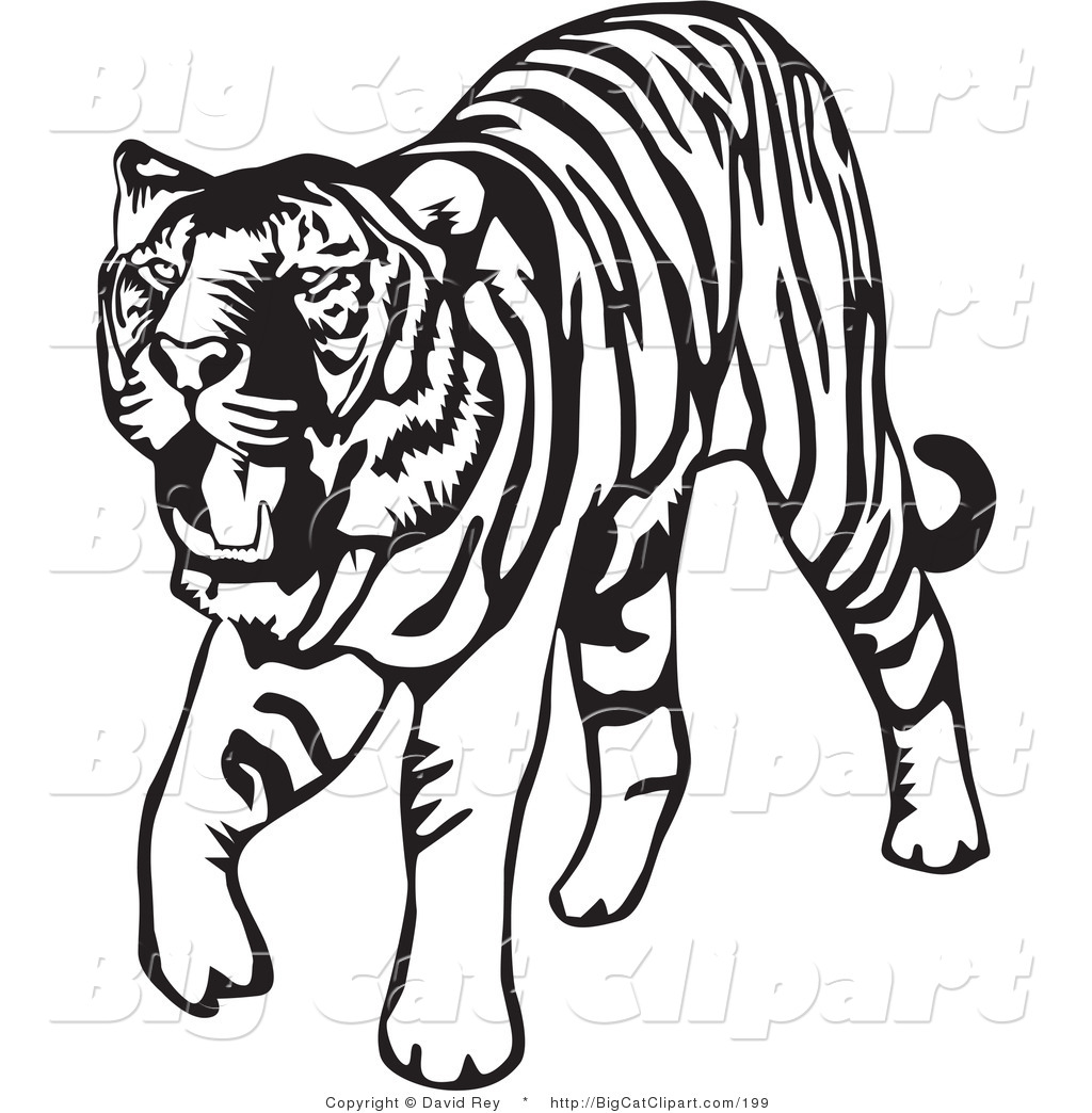 Big Cat Vector Clipart Of A Walking Black And White Tiger On White By