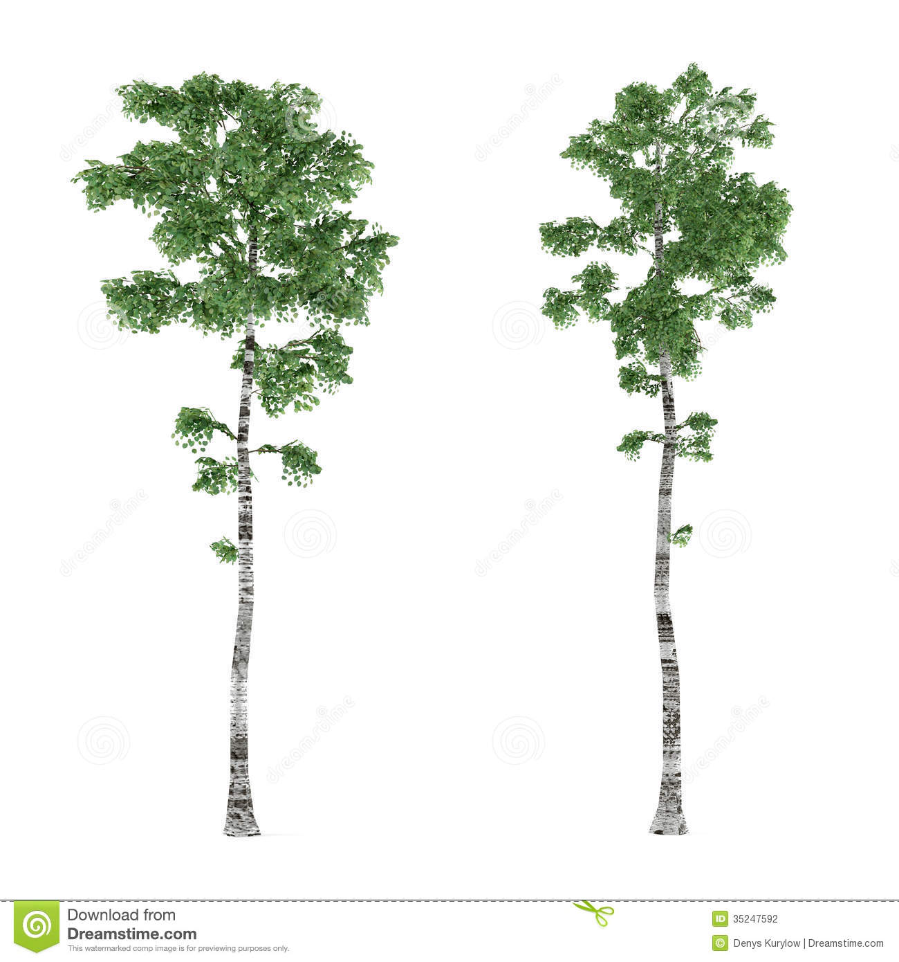 Birch Tree Background Clip