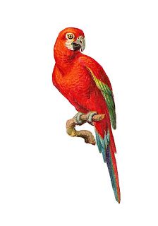 Bird Clip Art: Red Macaw on Branch Parrot Graphic