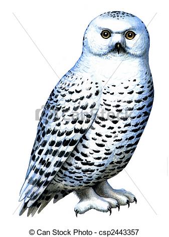 ... Bird Snowy owl - Colored drawing on the paper bird Snowy owl.