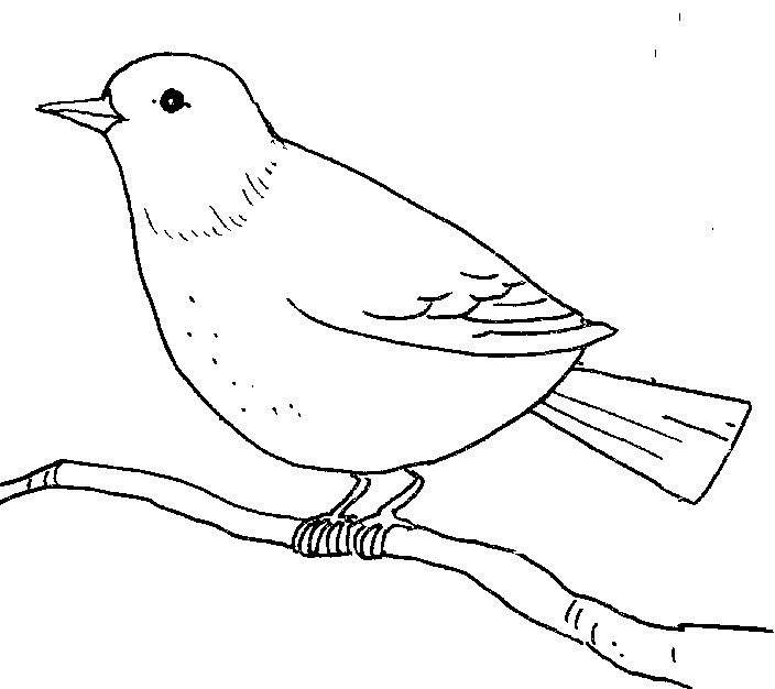 ... Outline Drawings Of Birds