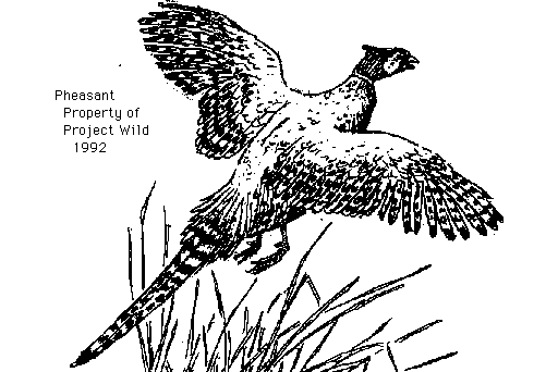 Pheasant Clipart Etc