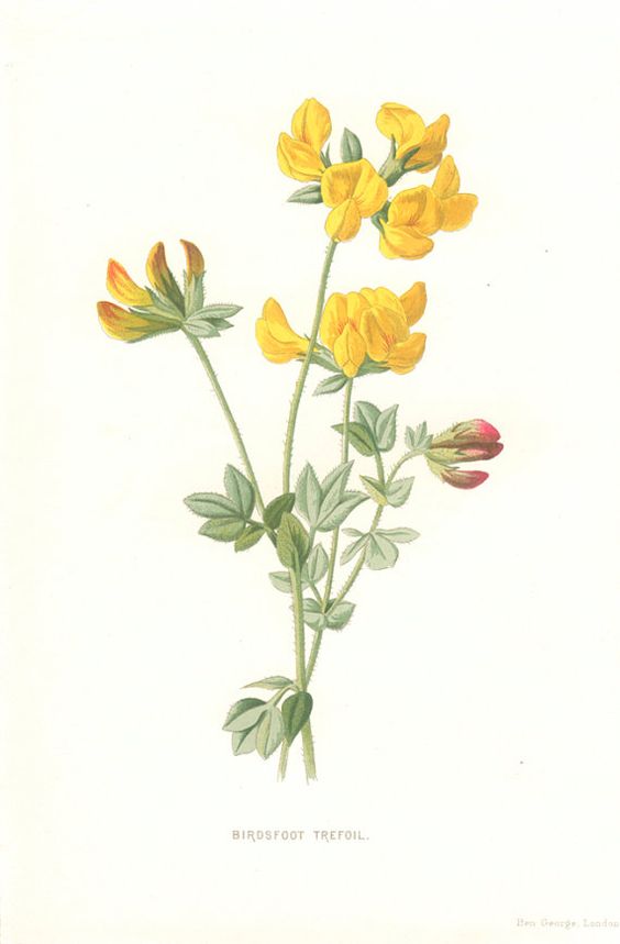 Wildflower illustrations and 