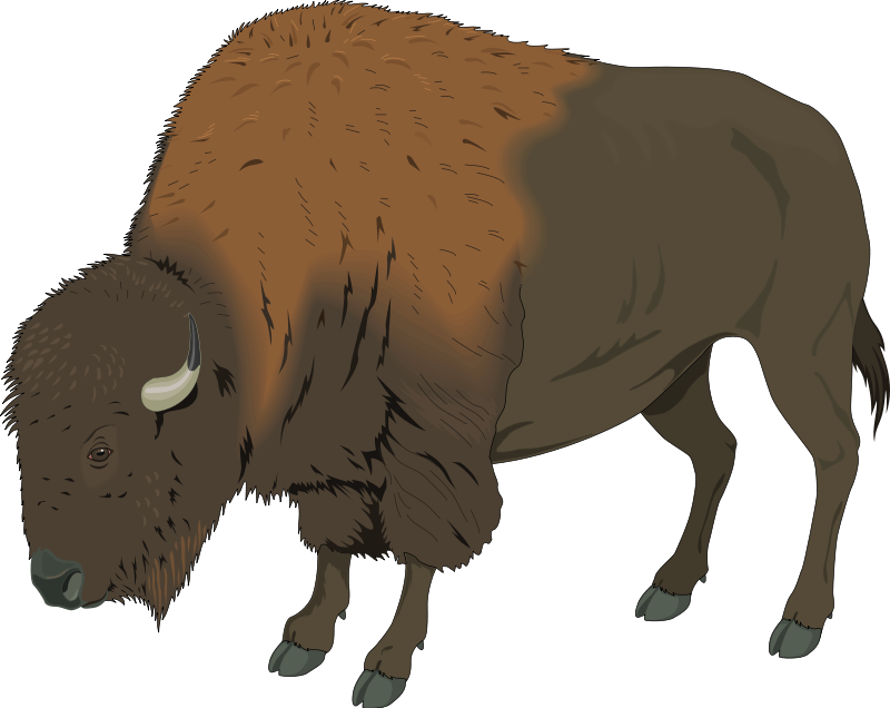 bison clipart