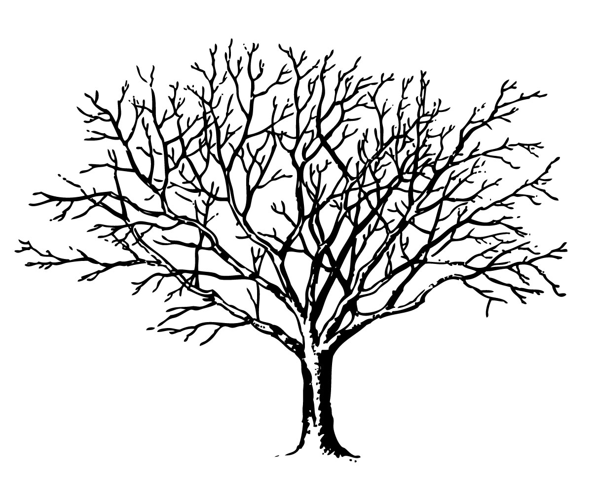 black and white bare tree clipart
