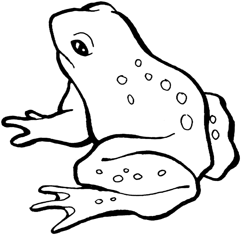 Black And White Frog Pictures