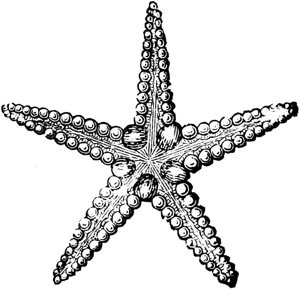 Black and White Starfish Clipart