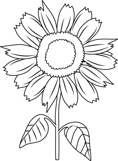Black and White Sunflower .