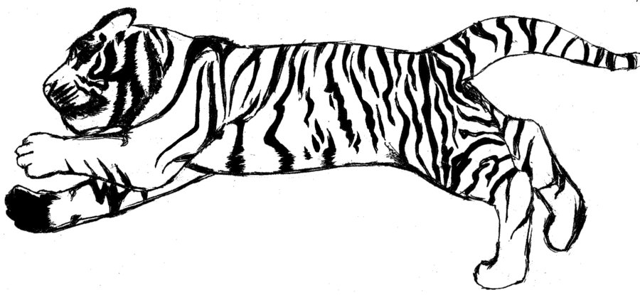 Stripped Bengal Tiger Black W
