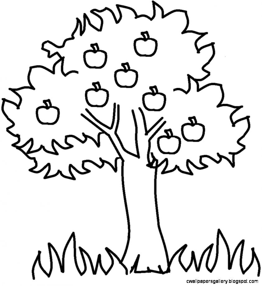 Black And White Tree Outline  - Tree Black And White Clipart