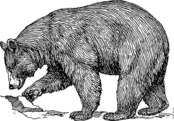 standing black bear drawing