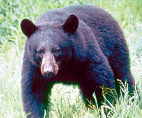 Black Bear NPS - Black Bear Clipart
