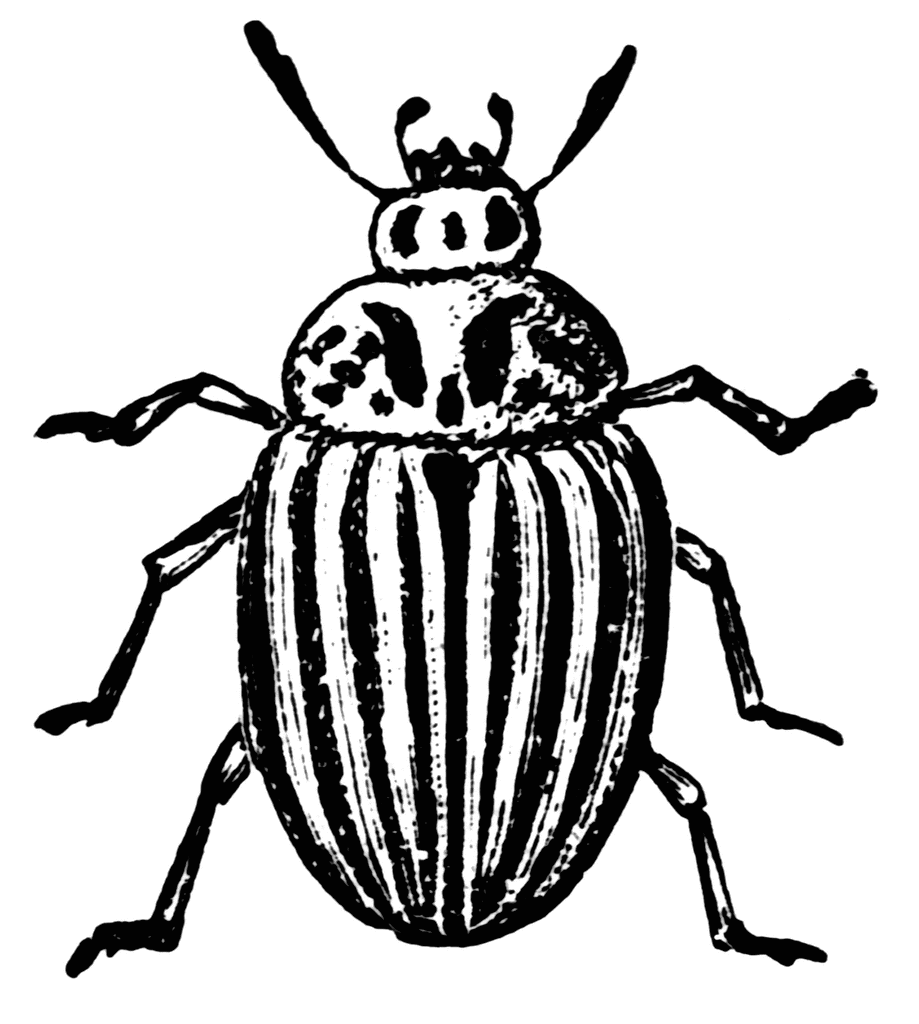 Black Beetle Clipart - Beetle Clip Art