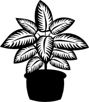 Black White Dieffenbachia Plant Black White Clipart Size: 160 Kb