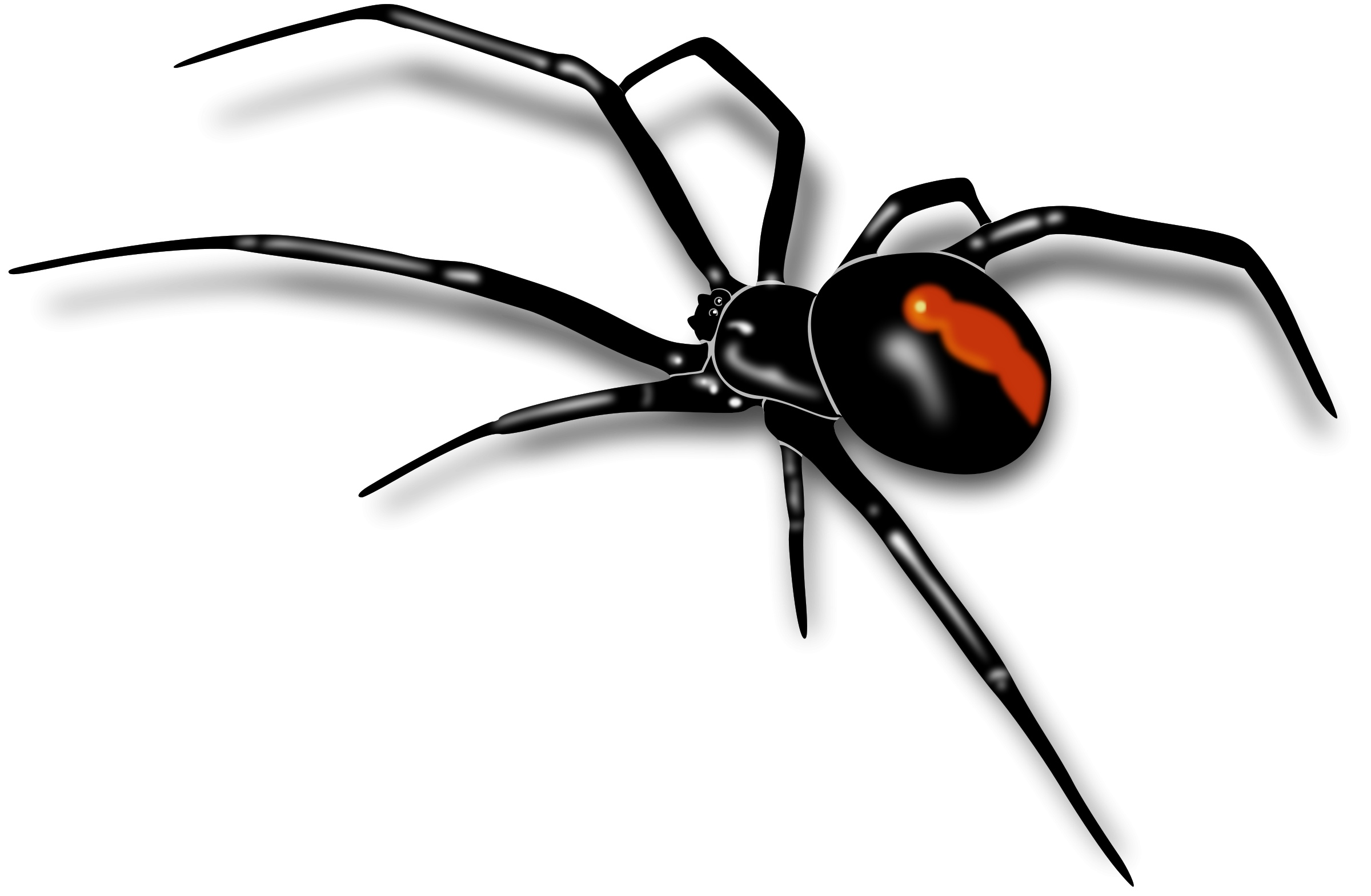 Spider clipart black widow spider #7