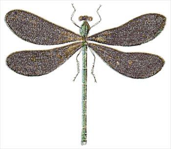 Dragonfly clipart free .