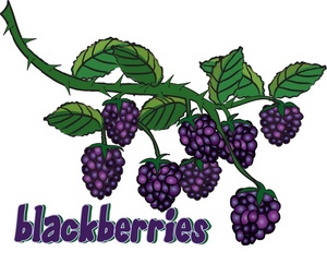 Blackberry Clipart Image