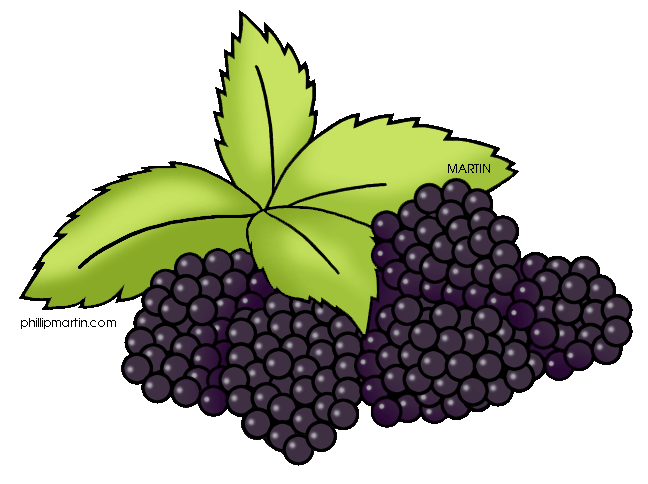 fruit drawing clipart blackbe