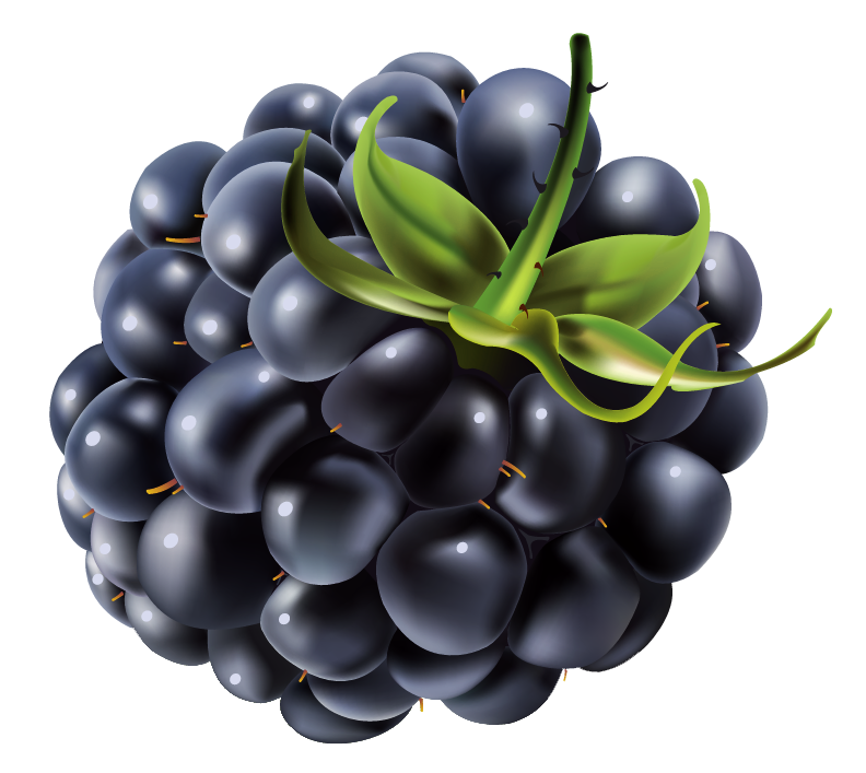 Blackberry PNG Vector Clipart Image