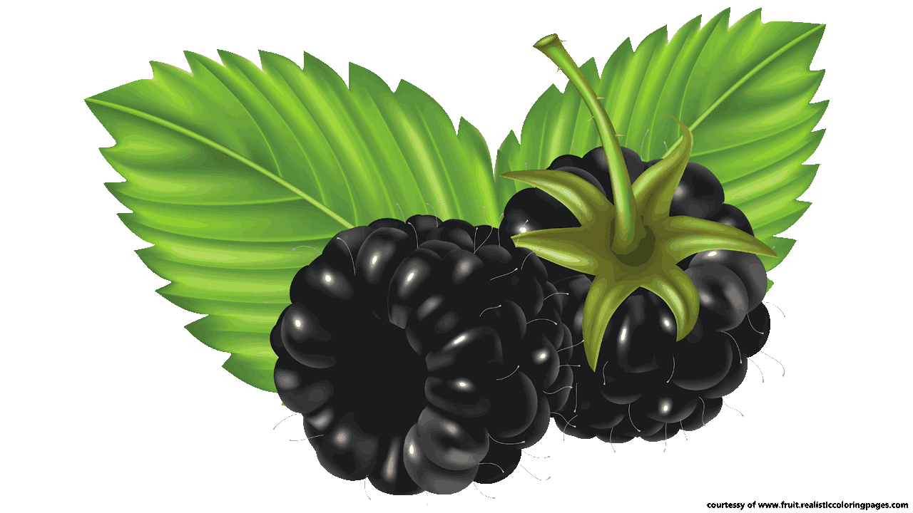 bush clipart blackberry bush #29042038