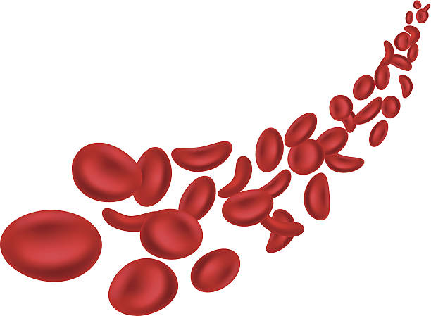 Red blood cells vector art illustration