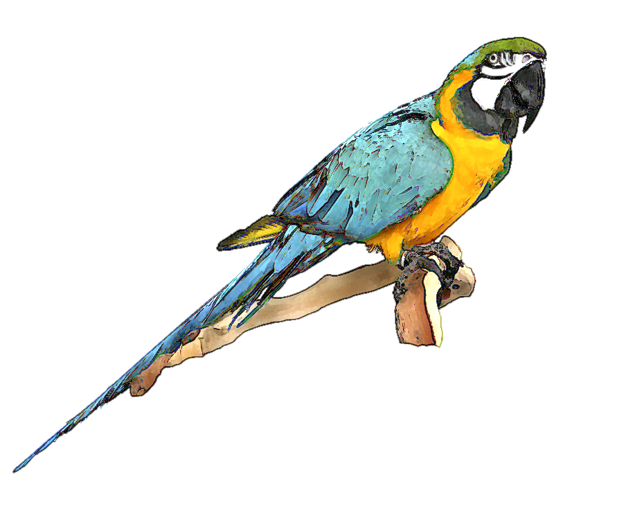 Macaw cliparts