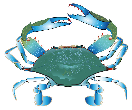 Blue Crab Free Clipart