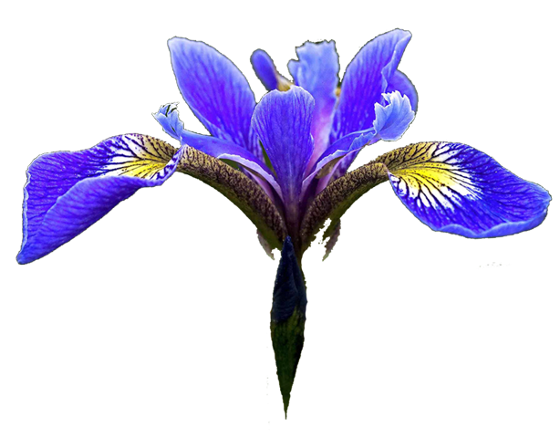 Blue Iris Flower Clip Art - Iris Clip Art