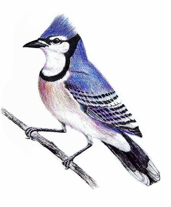 Blue Jay Bird Drawings for Sale