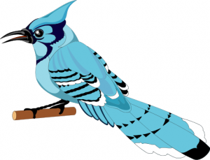 Blue Jay Cawing - Blue Jay Clip Art