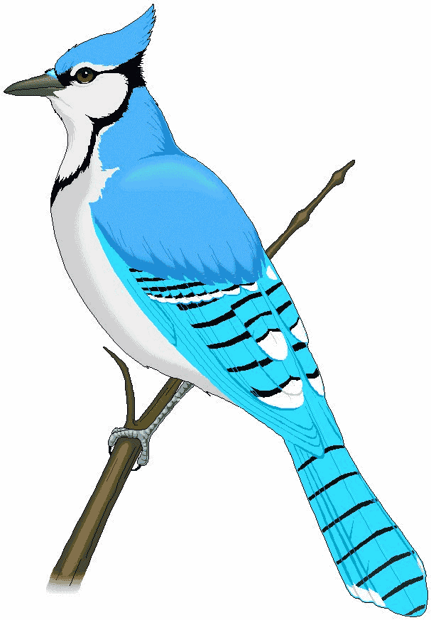 Blue jay bird. Vector. Isolat