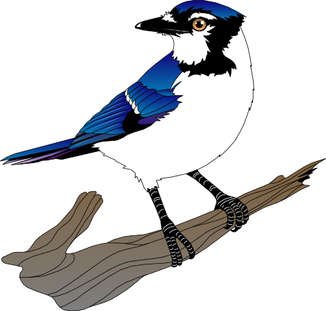 9 Blue Jay Coloring | Free Co