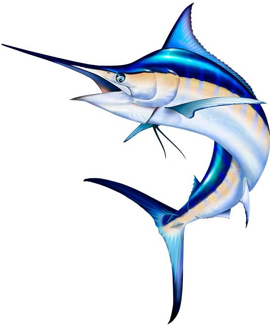 blue marlin, black marlin, swordfish, striped marlin, sailfish, white marlin  and spearfish vector and png clipart clipart