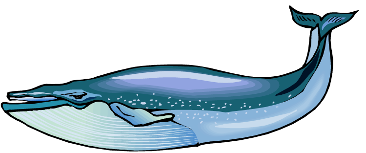 Blue whale clipart - Whales Clipart
