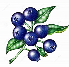 Cartoon blueberry with green 