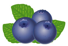 Blueberries Stock Photo - Blueberry Clip Art