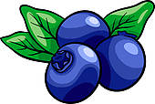 ... blueberry fruits cartoon illustration