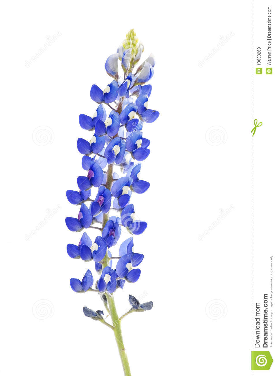 Bluebonnet Flower vector art 