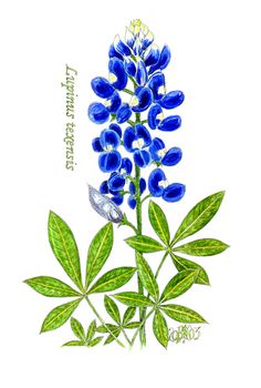 Bluebonnet On Pinterest Flower Coloring Pages Texas Bluebonnets And